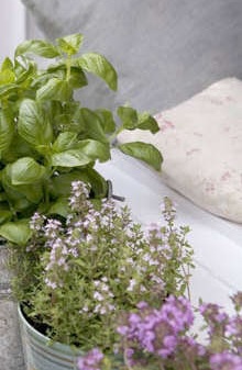 Course Image for Q004121A Gardening:  Create an Indoor Edible Garden