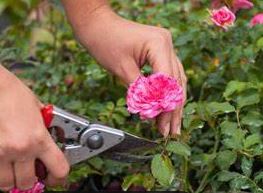 Course Image for Q000580A Rose Pruning Workshop