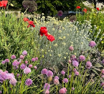 Course Image for R25524A Dementia Friendly Gardening
