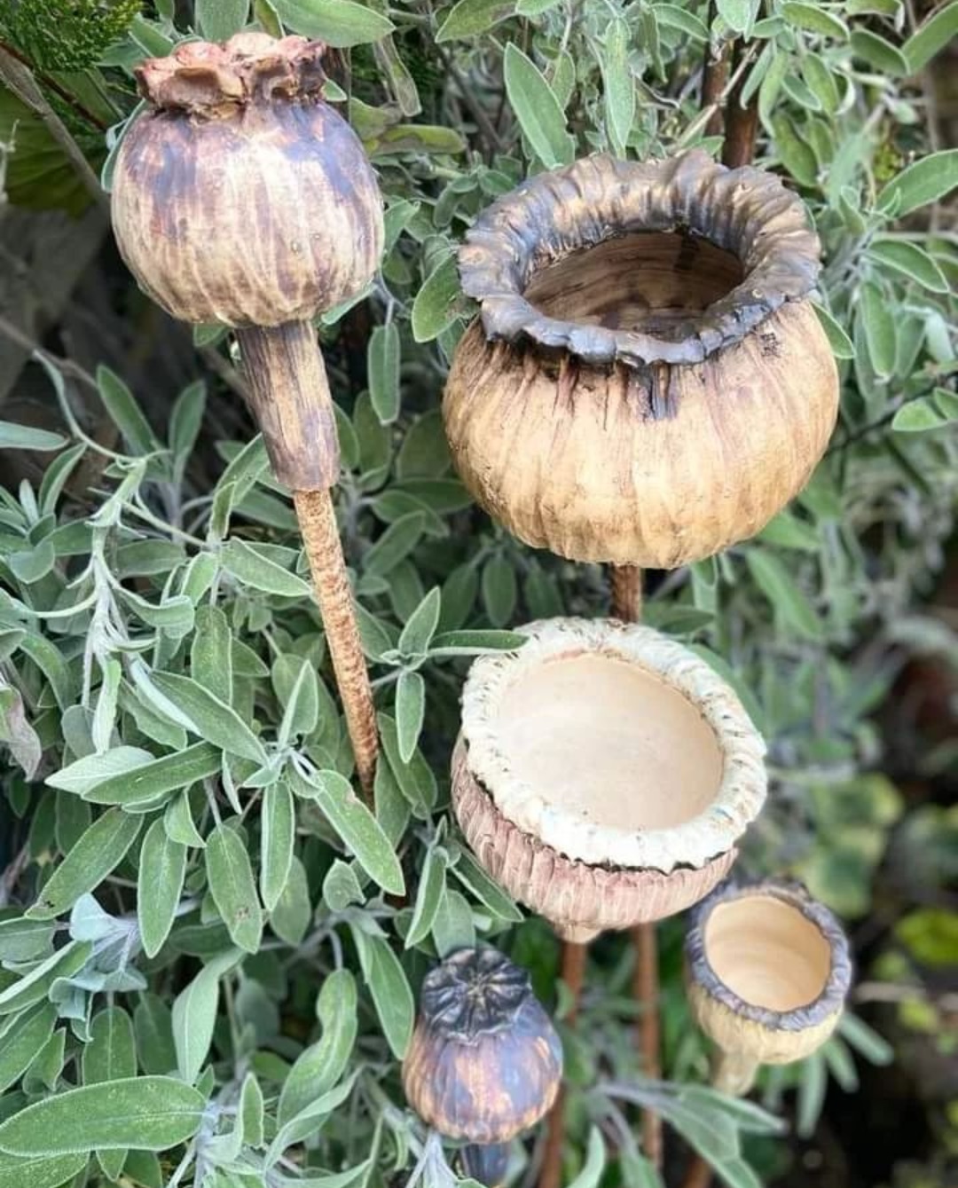 Course Image for R251438N Pottery: ceramic garden sculpture 2 - Seed Heads Saturday